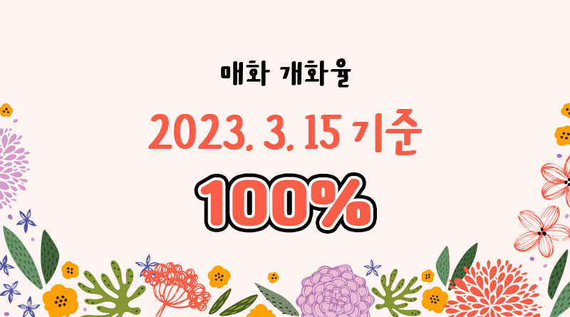  [파란형-Tipoazul] 2023 광양매화축제