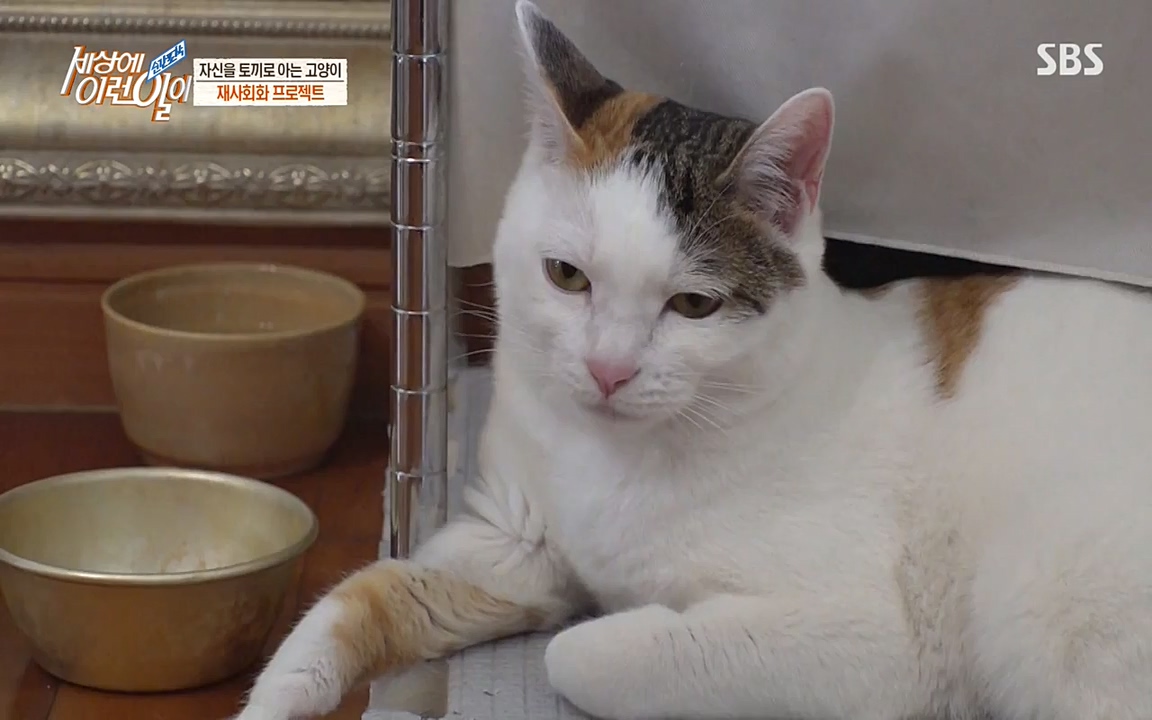 순간포착 세상에 이런일이.E1178.220504p-NEXT.mp4_20220504_180745.011.jpg