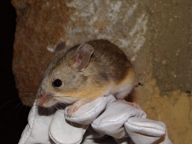 포유류의 한계를 뛰어넘다: 안데스 산맥의 극한 환경에서 발견된 푸나데바카스잎귀쥐 미라