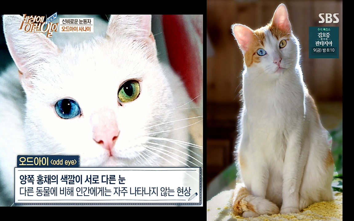 순간포착 세상에 이런일이.E1195.220831p-NEXT.mp4_20220831_195502.497.jpg