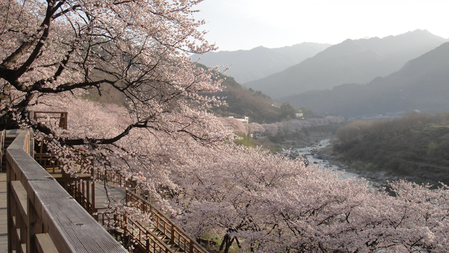 지리산 쌍계사 벚꽃길