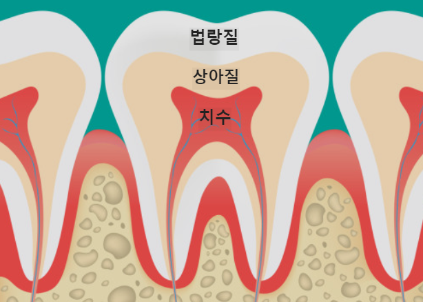 치아 구조