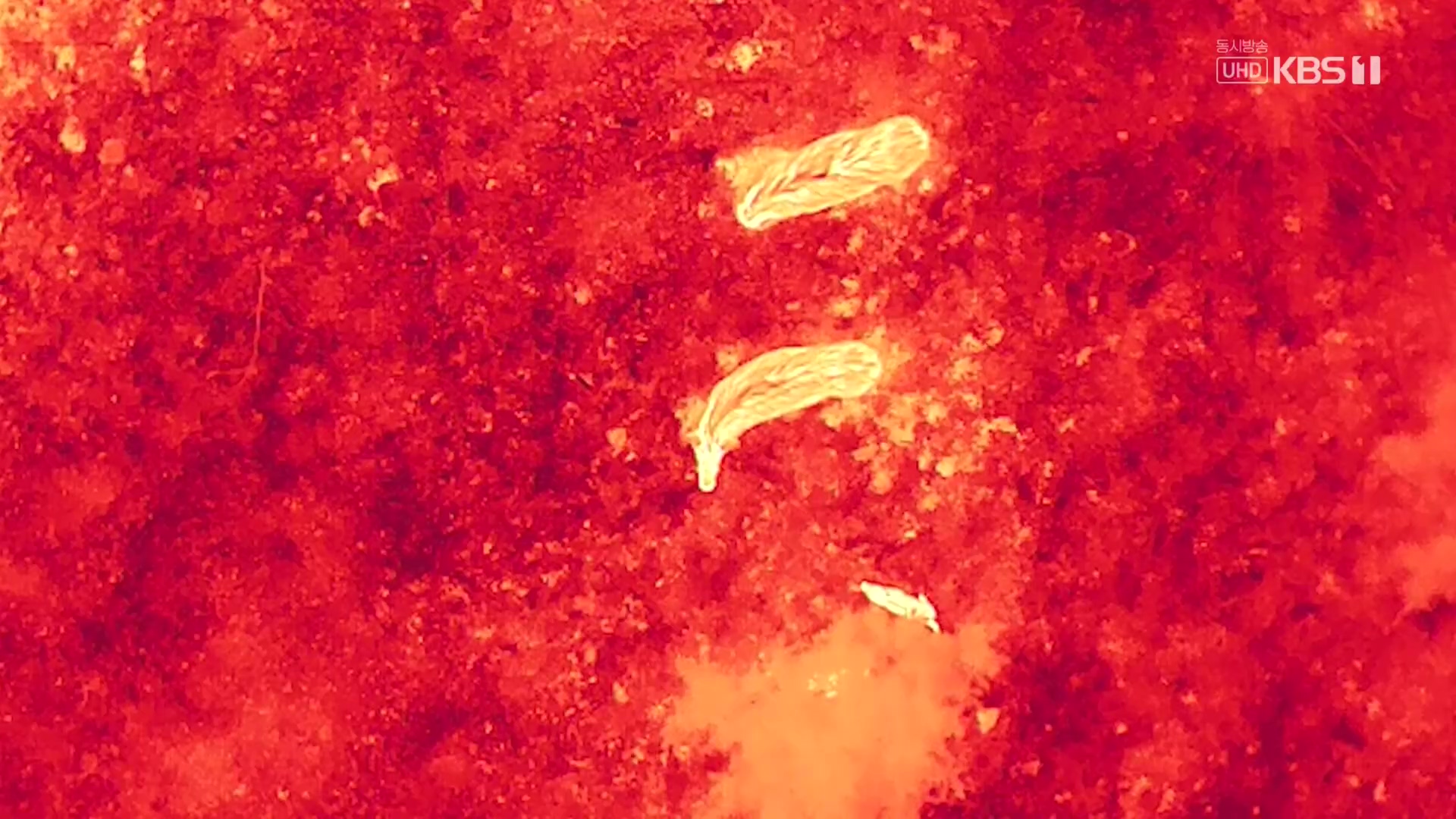 다큐 인사이트.E176.231214p.H264-F1RST.mp4_20231215_203122.467.jpg