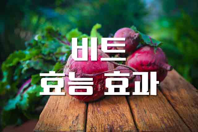  비트, 세계 4대 채소 아기에게 필요한 철분의 보고