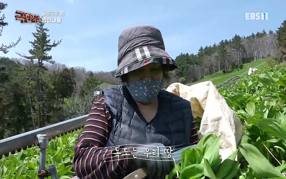 TV - 교육의 중심 EBS울릉도의 봄, 명이나물과 독도새우.mp4_20220525_210906.338.jpg