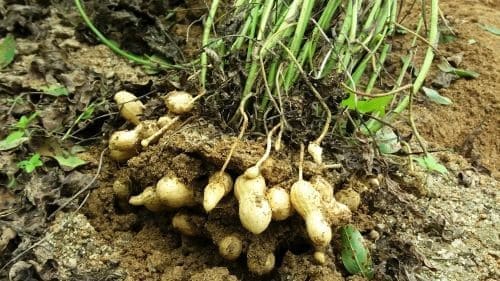 땅콩재배=땅콩캐기-수확시기-수확적기-수확방법