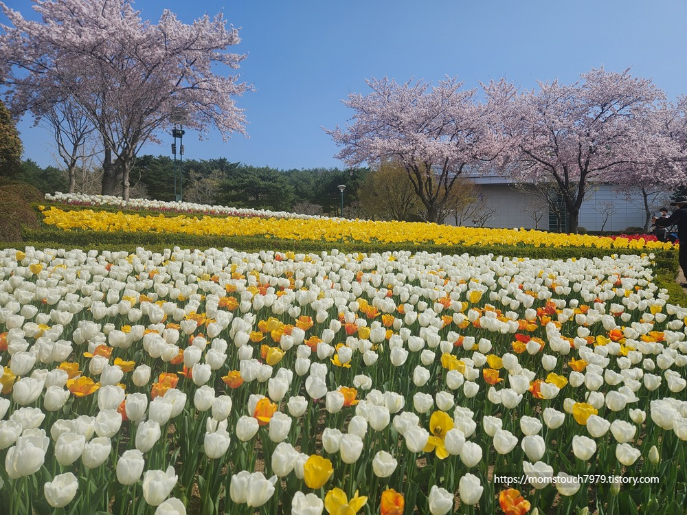 울산대공원 남문 튤립