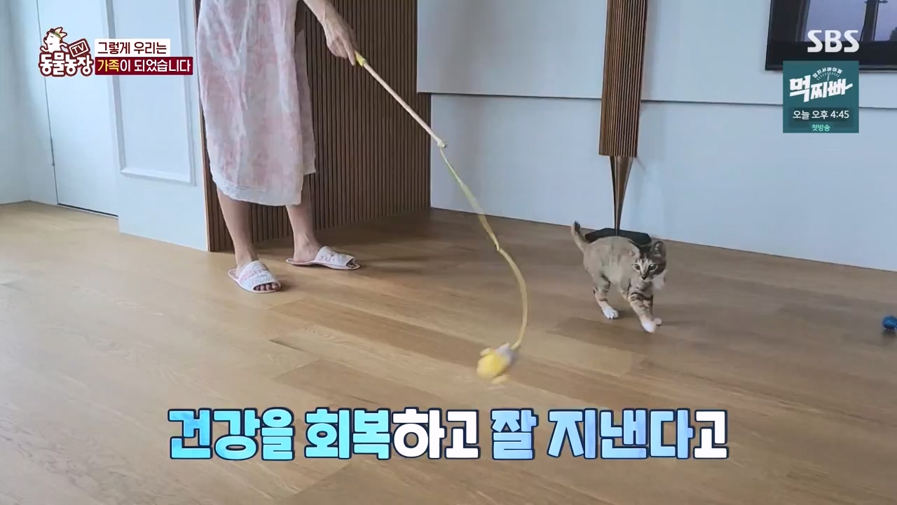 TV 동물농장.E1140.231009p-NEXT.mp4_20231008_174823.123.jpg