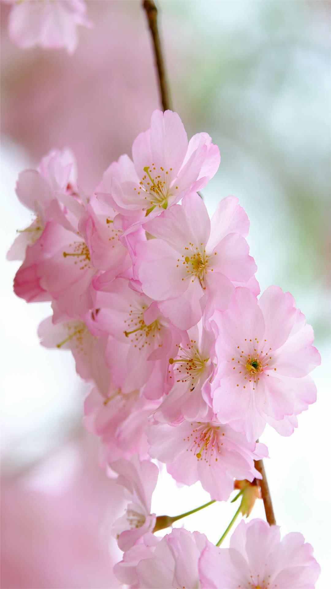 Cherry blossoms iPhone Wallpaper for Flower