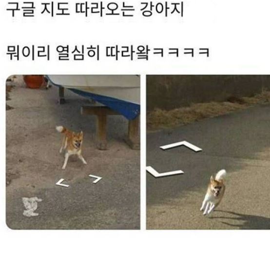  구글지도 따라오는 강아지