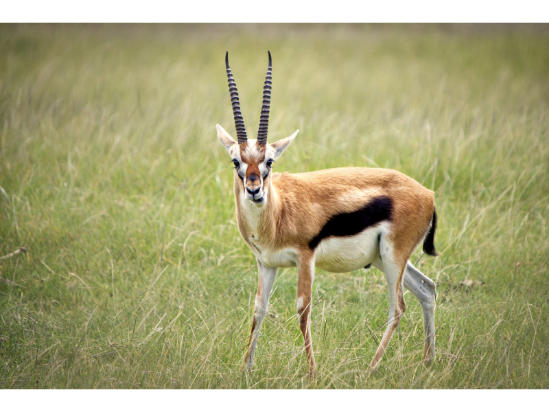 gazelle