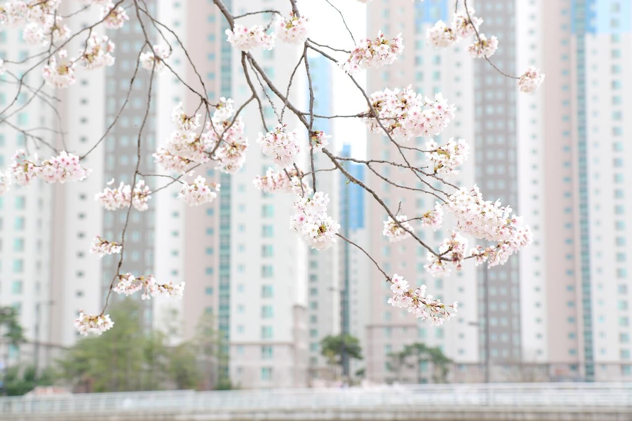 보은 벚꽃길 축제