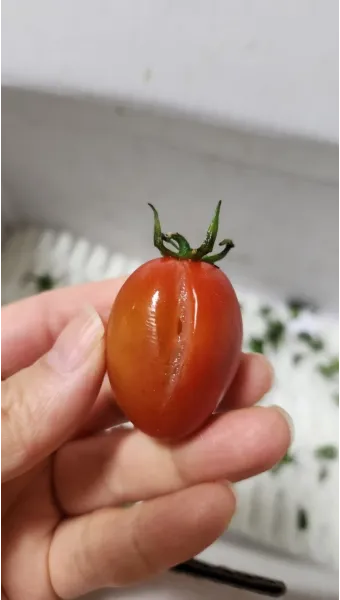 방울토마토 효능 칼로리_16