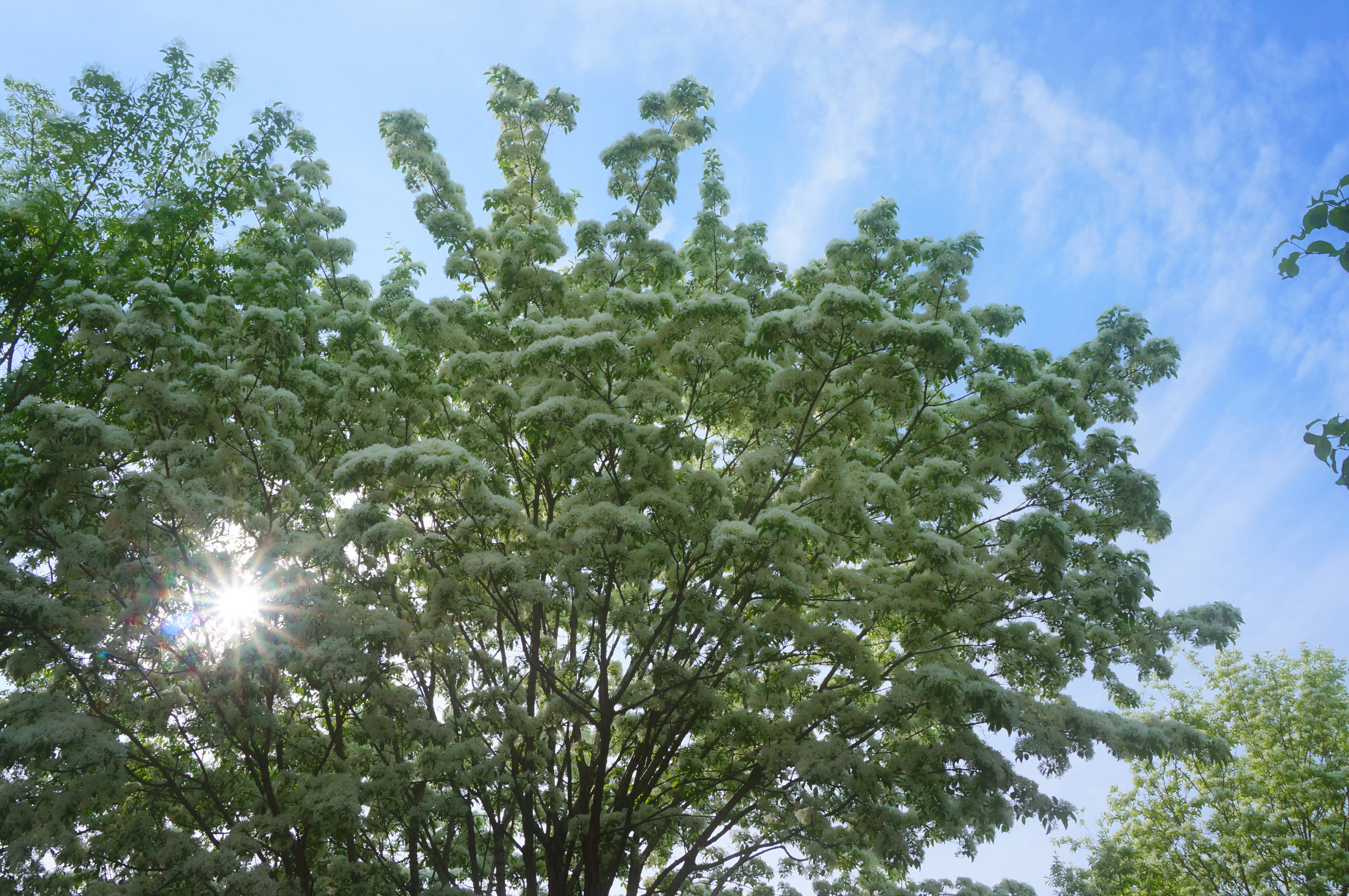 햇살과 이팝나무