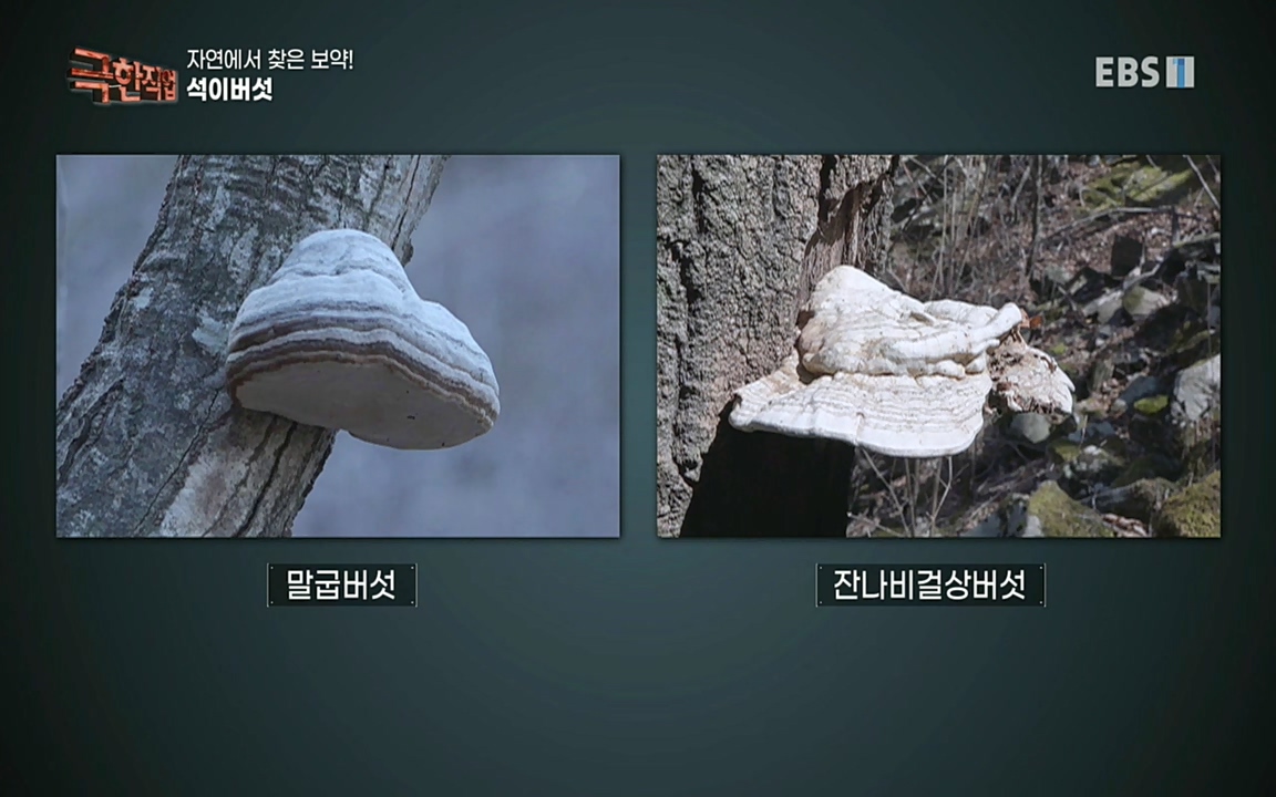 TV - 교육의 중심 EBS자연에서 찾은 보약! 석이버섯, 호장근, 백하수오.mp4_20220518_185834.739.jpg