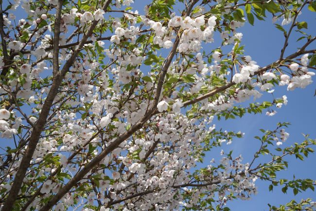 앵두나무꽃 근접사진&#44; 푸른 하늘&#44;
