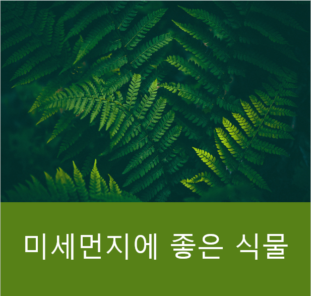 미세먼지에 좋은 식물
