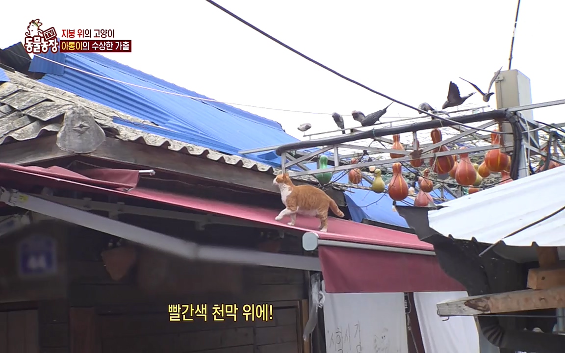 TV 동물농장.E1079.220725p-NEXT.mp4_20220724_151933.117.jpg