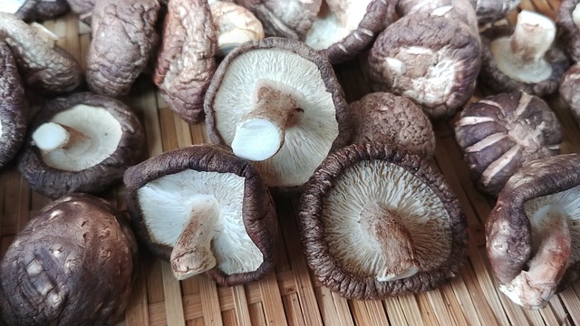 2월 제철 음식재료-표고버섯