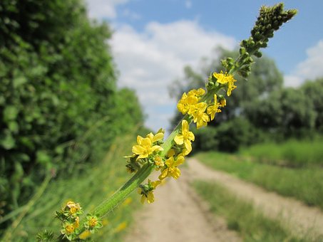  배치플라워 종류 :: 아그리모니 Agrimony [숨겨진 고민]