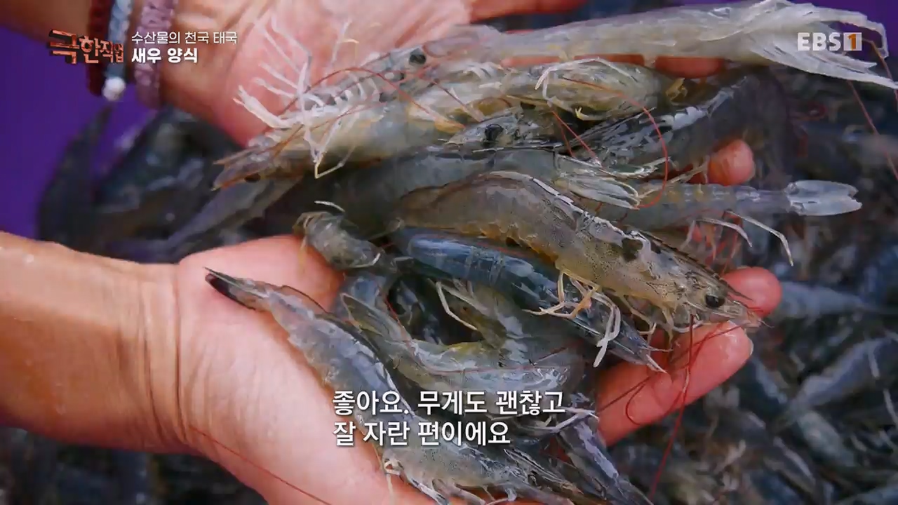 TV - 전 국민의 평생학교 EBS수산물의 천국 태국, 새우 양식과 말린 생선.mp4_20240604_201805.000.jpg