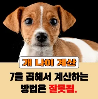 개의 크기별 나이 환산법_15