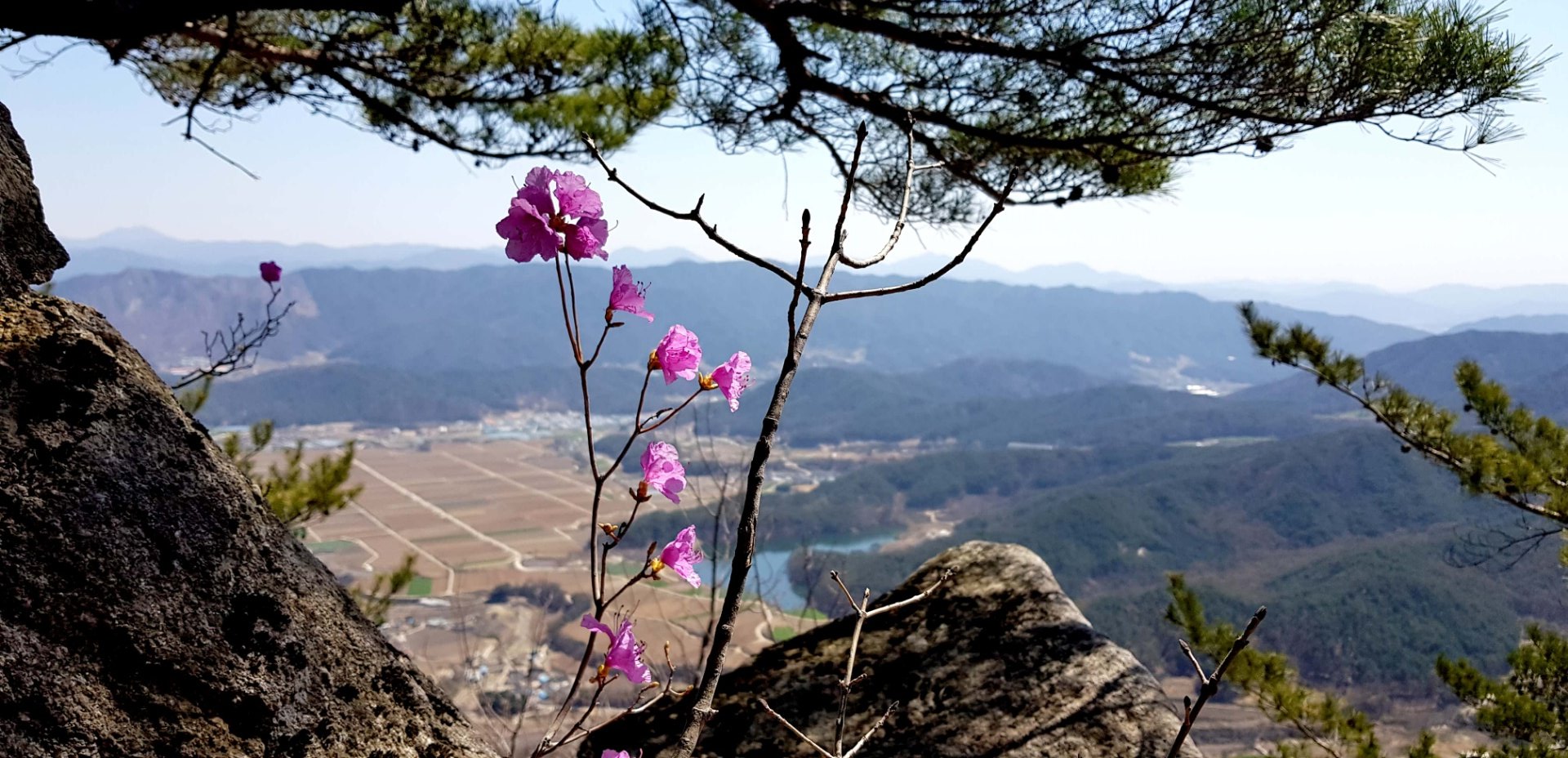 거창 현성산 진달래
