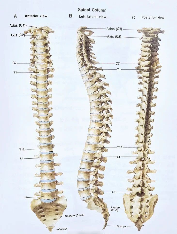 정상적인 척추 구조 