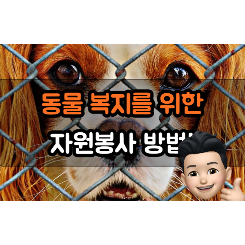  동물복지를 위한 자원봉사: 개인이 할 수 있는 일과 그 영향