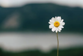  전자세금계산서 조회방법