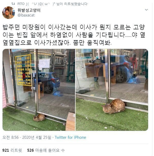  이사를 따라가지 못한 고양이.jpg