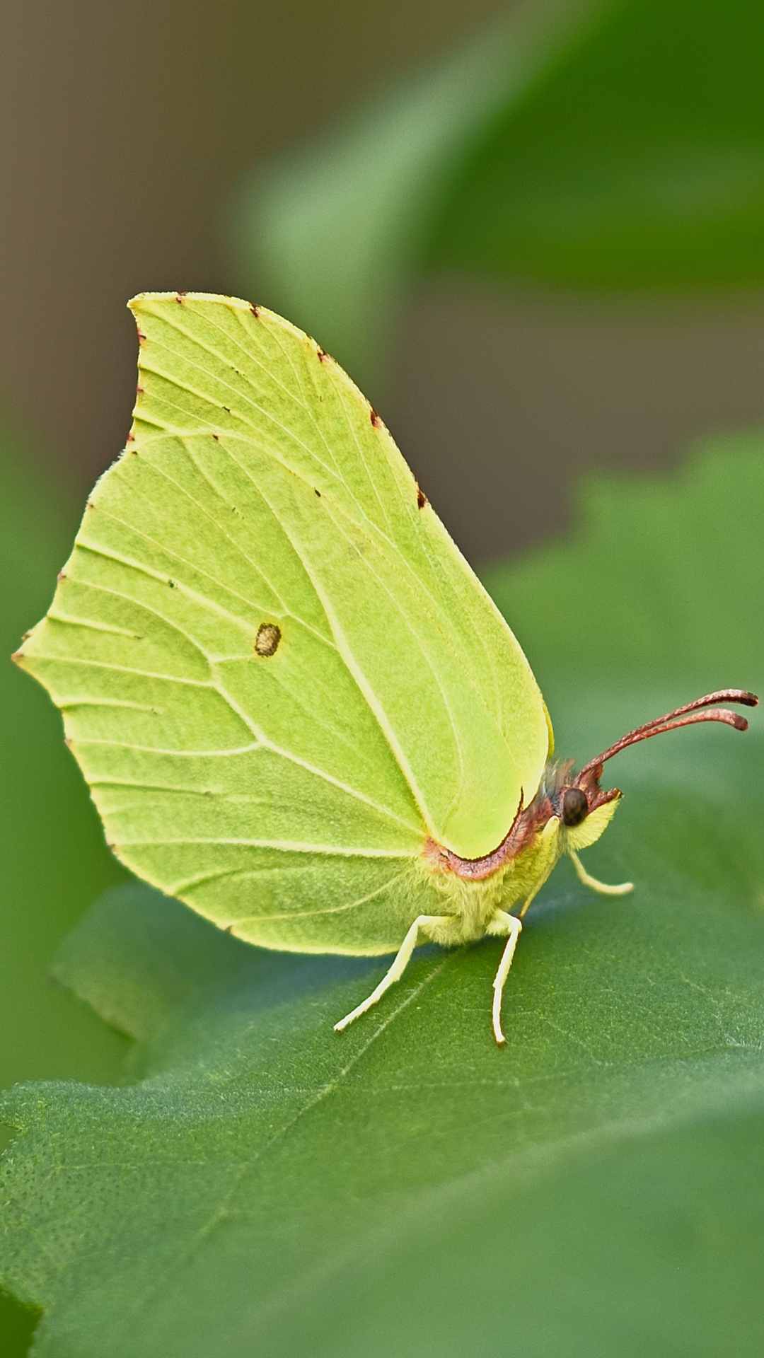 Butterfly Animal iPhone Wallpaper