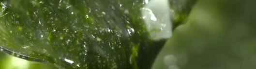 신장에 좋은 음식 요약 5