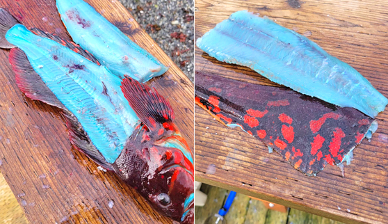 알래스카에서 잡힌 속살이 파란 물고기