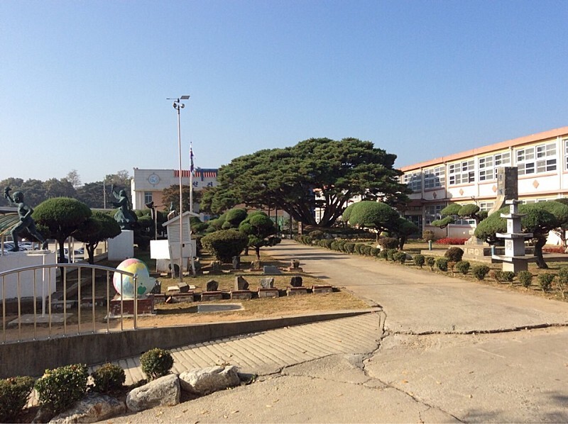  산림청 이야기가 있는 보호수, 인천 선원초등학교 반송
