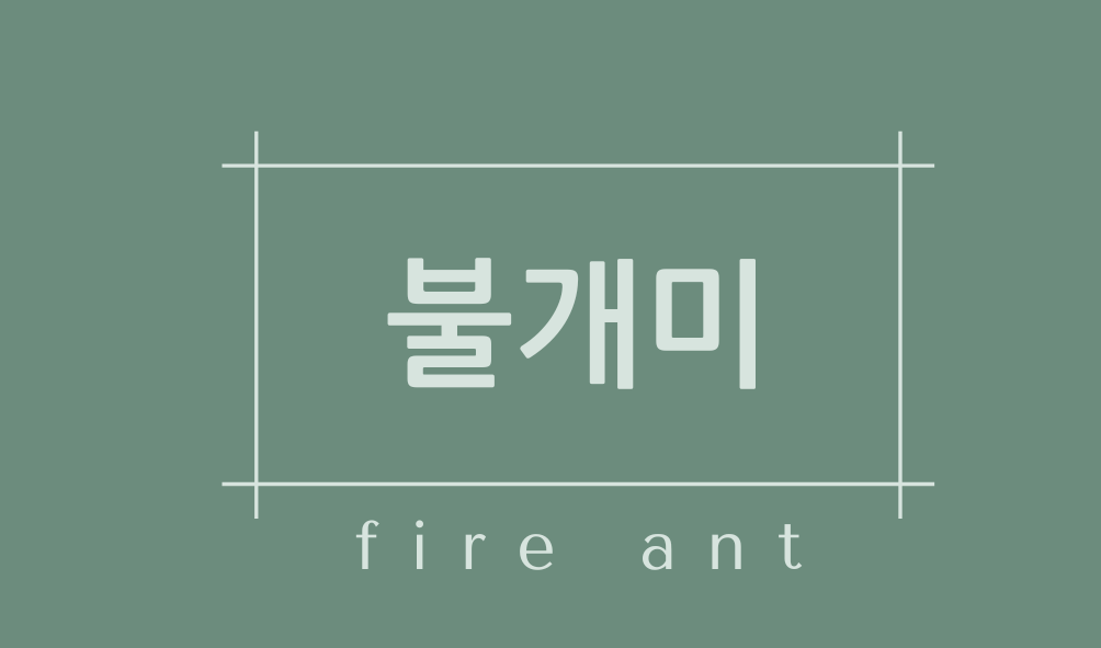 불개미(fire ant)