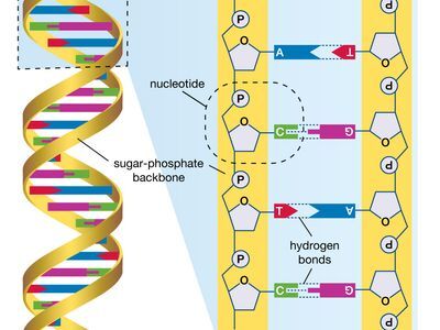 DNA 구조