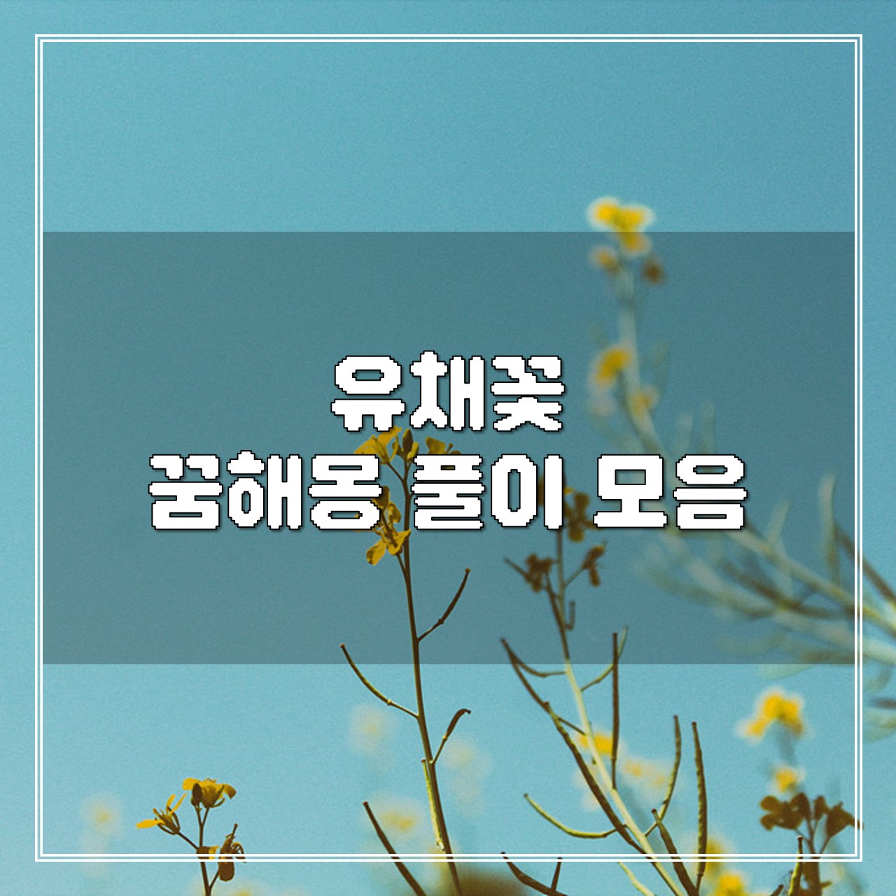 유채꽃 꿈, 꿈해몽 풀이 모음 썸네일