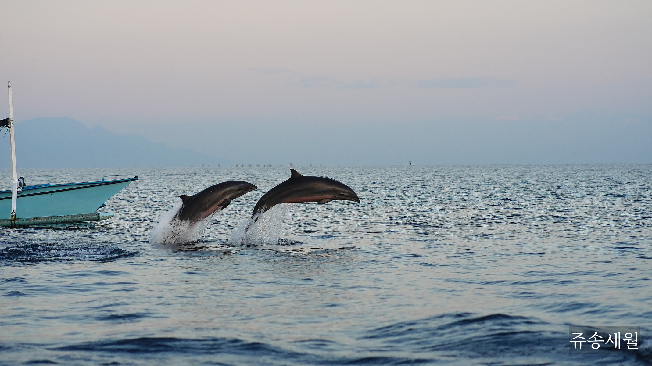 dolphin tour 