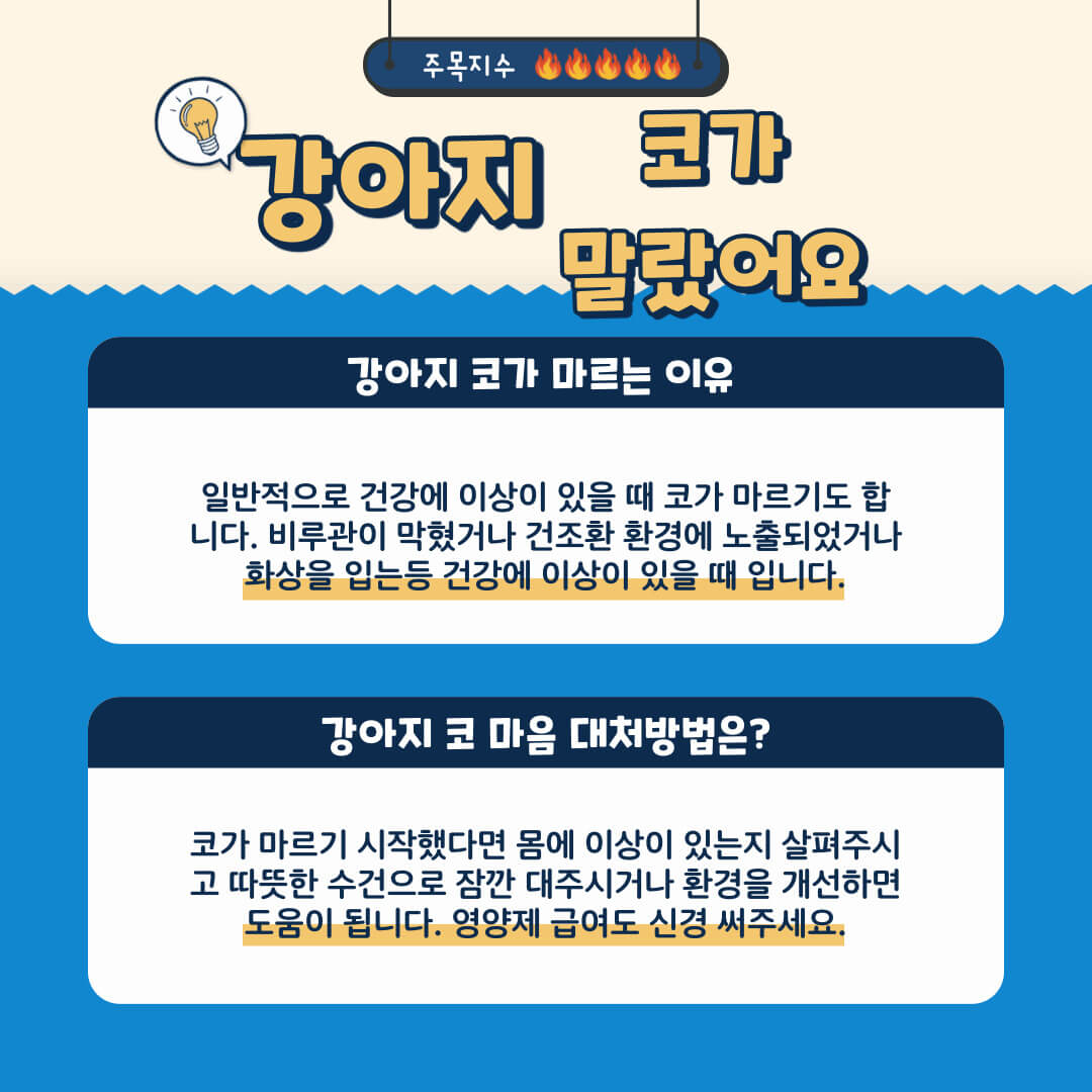 강아지 코가 말랐을 때 대처방법