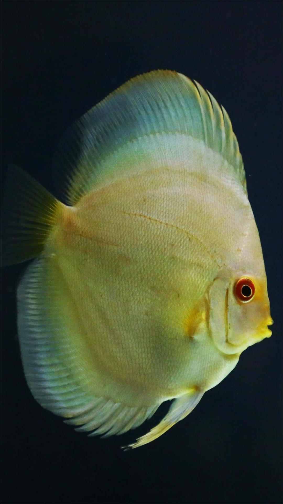 Fish Photo Animal iPhone Wallpaper