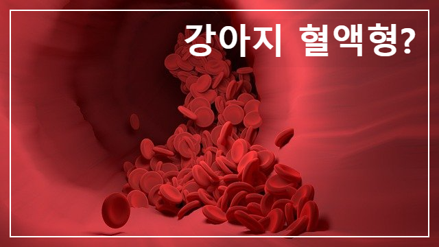  개의 혈액형과 성격은 어떤 관계가 있을까요?
