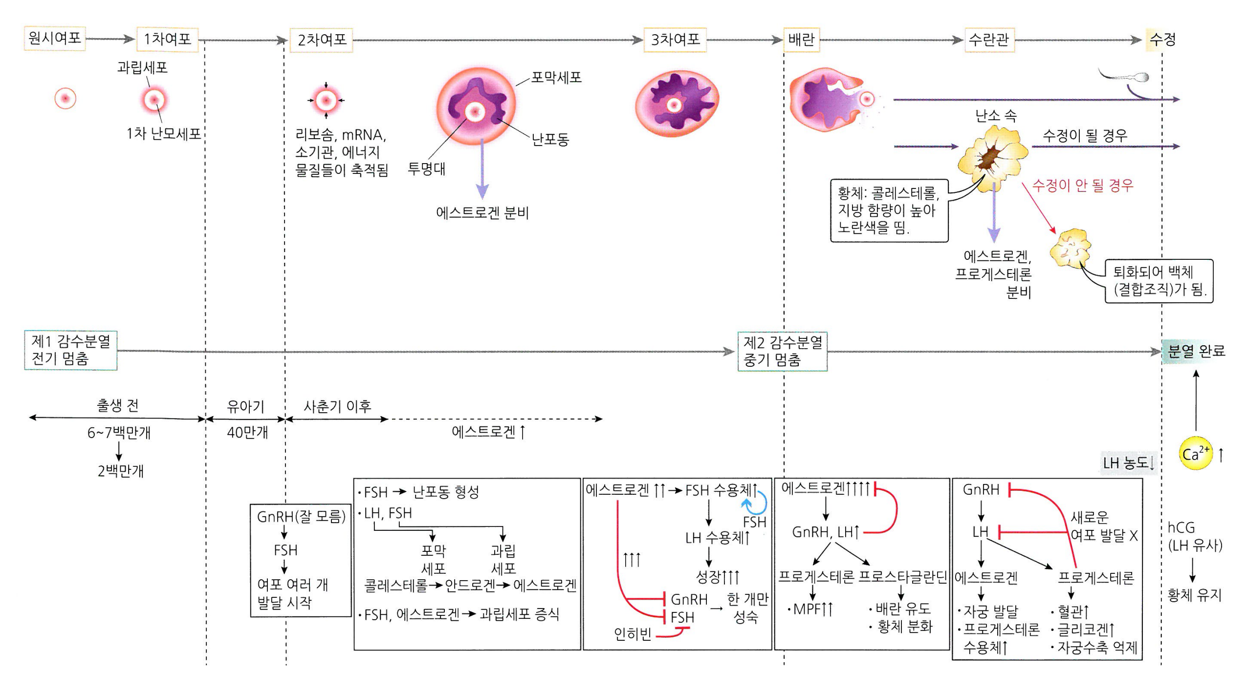 생식 요점정리 : 네이버 블로그, image size:2551x1378