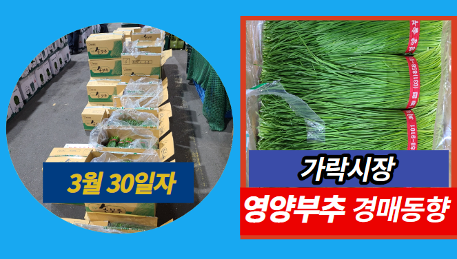  [경매사 일일보고] 3월 30일자 가락시장 영양부추 경매동향을 살펴보겠습니다!