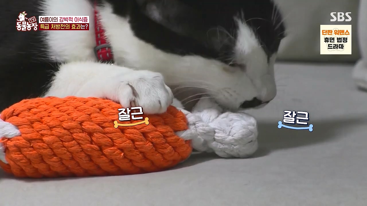 TV 동물농장.E1178.240630.ts_20240630_164654.892.jpg