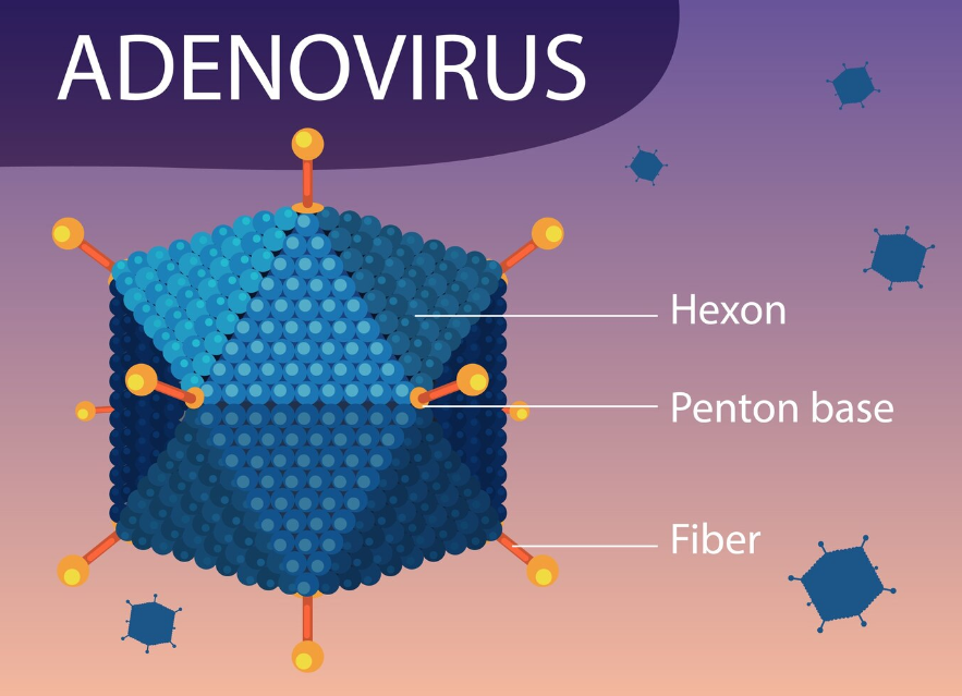 아데노바이러스