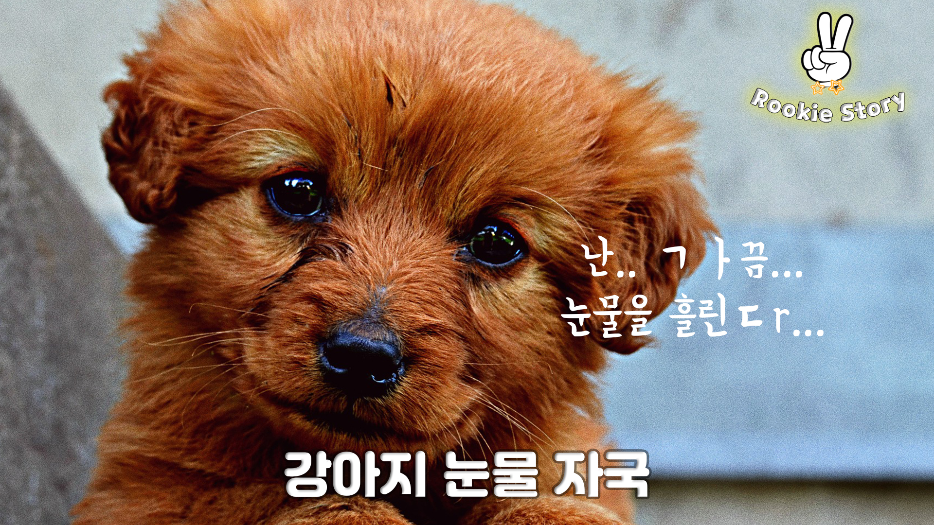  강아지 눈물자국 원인 증상 없애는 치료 방법