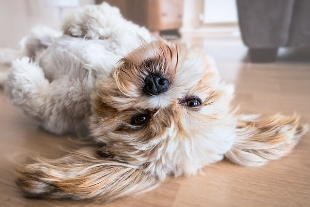 꿈 이미지