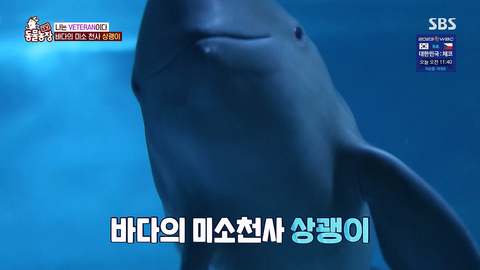 TV 동물농장.E1111.230312p.H264-F1RST.mp4_20230312_175058.682.jpg