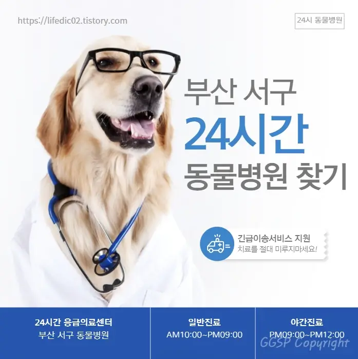  부산 서구 근처 동물병원 찾기 24시간 일요일 반려동물 병원